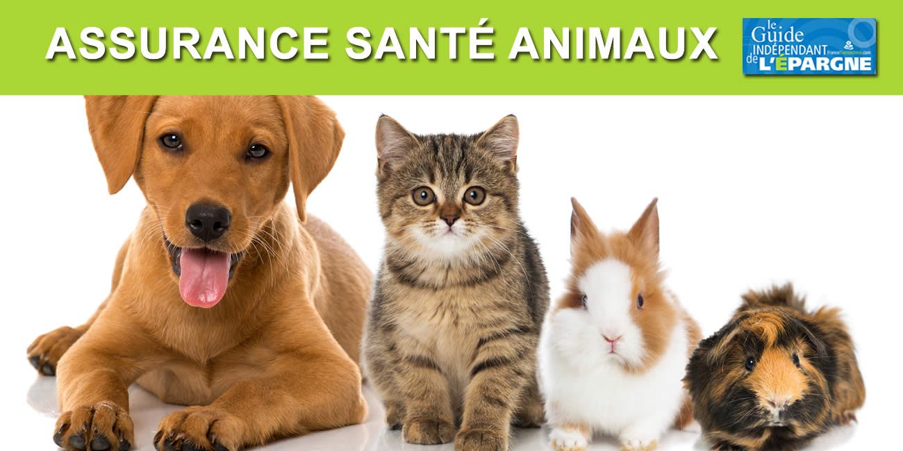 Illustration pour assurance animaux